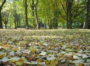 almanya-da-gezilecek-en-iyi-doga-parklari-ve-bahceler