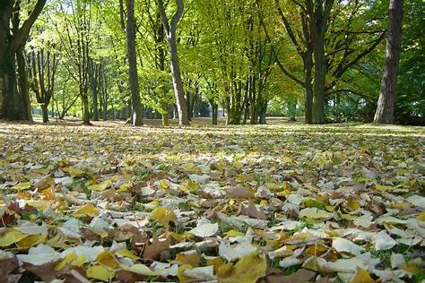 almanya-da-gezilecek-en-iyi-doga-parklari-ve-bahceler