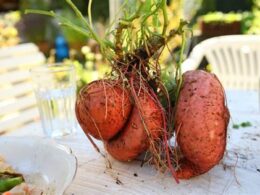 yurtdisi-universitelerinde-vegan-yemek-secenekleri