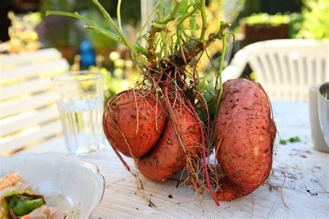 yurtdisi-universitelerinde-vegan-yemek-secenekleri