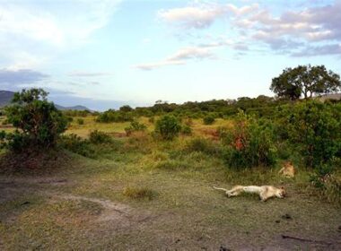 kenya-safari-turu-icin-en-iyi-rotalar