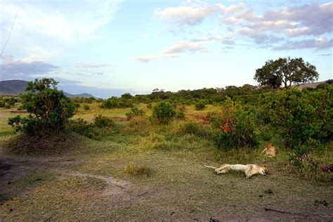 kenya-safari-turu-icin-en-iyi-rotalar